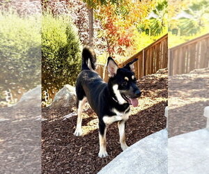 German Shepherd Dog Dogs for adoption in Modesto, CA, USA