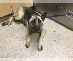 German Shepherd Dog Dogs for adoption in Riverside, CA, USA