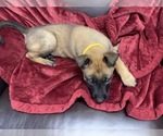 Small Photo #160 Belgian Malinois Puppy For Sale in REESEVILLE, WI, USA