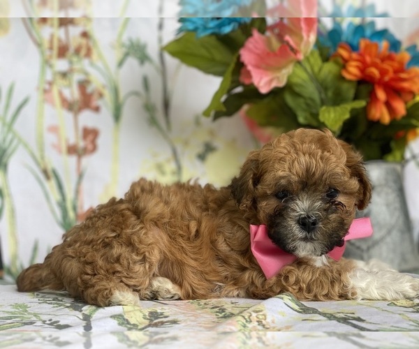Medium Photo #4 Shih-Poo Puppy For Sale in LANCASTER, PA, USA