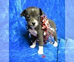 Small Photo #3 Chihuahua Puppy For Sale in GROVESPRING, MO, USA