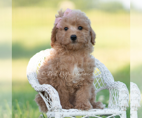 Medium Photo #1 Goldendoodle (Miniature) Puppy For Sale in WARSAW, IN, USA