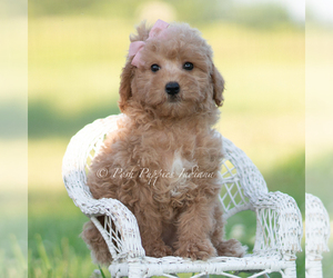 Medium Goldendoodle (Miniature)