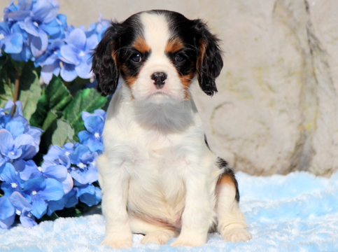 View Ad: Cavalier King Charles Spaniel Puppy for Sale ...
