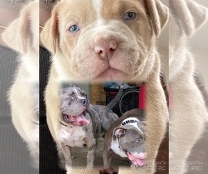 American Pit Bull Terrier Puppy for sale in SANFORD, FL, USA