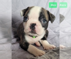Boston Terrier Puppy for sale in POMEROY, OH, USA