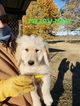 Small Photo #28 Goldendoodle Puppy For Sale in CLARKSVILLE, TX, USA