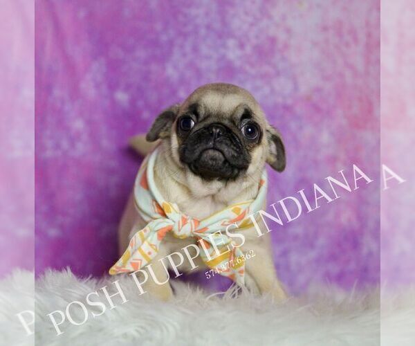 Medium Photo #1 Pug Puppy For Sale in WARSAW, IN, USA
