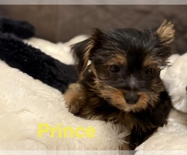 Medium Photo #3 Yorkshire Terrier Puppy For Sale in ORLANDO, FL, USA