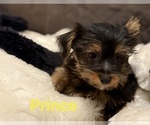 Small #2 Yorkshire Terrier