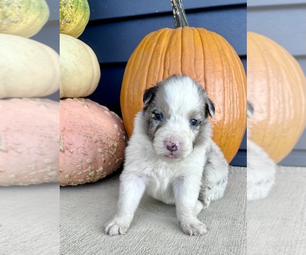 Medium Photo #4 Australian Shepherd Puppy For Sale in LODA, IL, USA