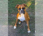 Small #3 Boxer