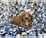 Small #7 Cavapoo (Miniature)