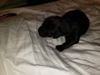 Small Photo #2 German Shorthaired Pointer-Golden Labrador Mix Puppy For Sale in AMES, IA, USA