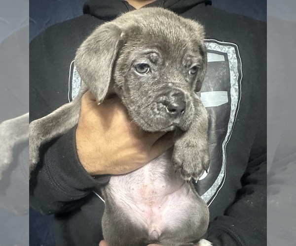 Medium Photo #3 Cane Corso Puppy For Sale in MOUNT MORRIS, MI, USA