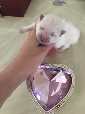 Pomeranian Puppy for sale in EDISON, NJ, USA