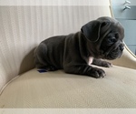 Small Photo #11 French Bulldog Puppy For Sale in CHULA VISTA, CA, USA