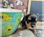 Small #3 Morkie