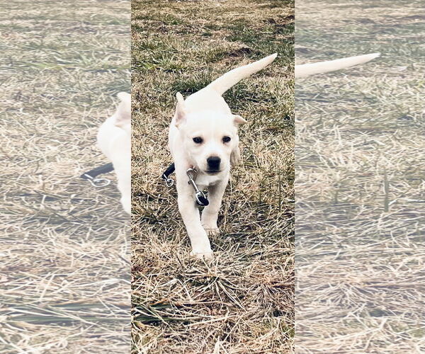Medium Photo #7 Golden Retriever-Unknown Mix Puppy For Sale in Pottstown, PA, USA