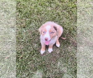 Australian Shepherd Puppy for Sale in MOSELLE, Mississippi USA