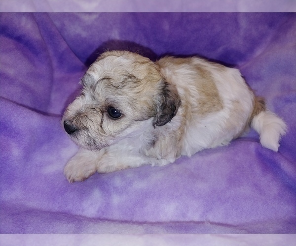 Medium Photo #10 Havachon Puppy For Sale in WINSTON SALEM, NC, USA