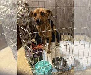 Mutt Dogs for adoption in Calgary, Alberta, Canada