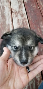 Medium Photo #1 Alaskan Malamute Puppy For Sale in PASO ROBLES, CA, USA