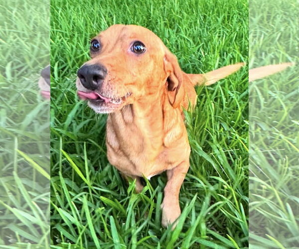 Medium Photo #3 Dachshund-Unknown Mix Puppy For Sale in Oakhurst, NJ, USA