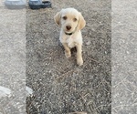 Small Photo #2 Labradoodle Puppy For Sale in BLACK FOREST, CO, USA