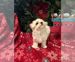Small Photo #6 Morkie Puppy For Sale in GRAFTON, VA, USA