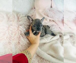 Medium French Bulldog