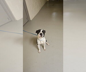 Mutt Dogs for adoption in Sanford, FL, USA