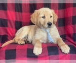Small Photo #9 Golden Retriever Puppy For Sale in LAKELAND, FL, USA