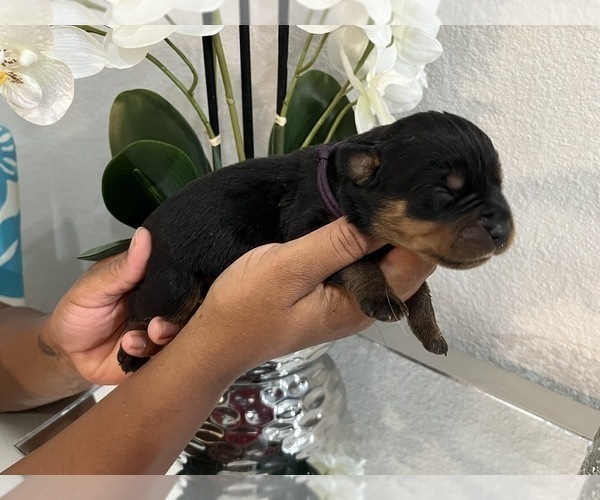 Medium Photo #10 Rottweiler Puppy For Sale in FORT WORTH, TX, USA