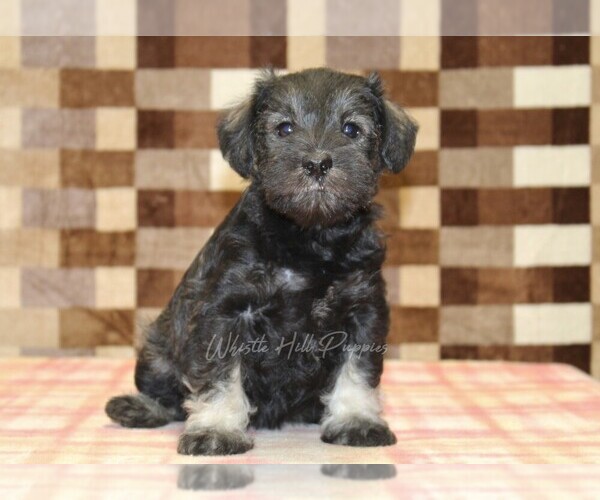 Medium Photo #4 Schnauzer (Miniature) Puppy For Sale in DENVER, PA, USA