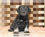 Small #3 Schnauzer (Miniature)