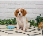 Small #8 Cavalier King Charles Spaniel