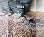 Small Photo #8 German Shorthaired Pointer Puppy For Sale in N SYRACUSE, NY, USA