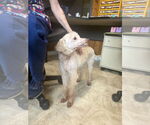 Small #5 Poodle (Miniature) Mix