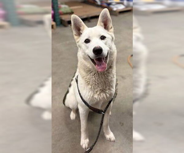 Medium Photo #1 German Shepherd Dog Puppy For Sale in Fremont, CA, USA