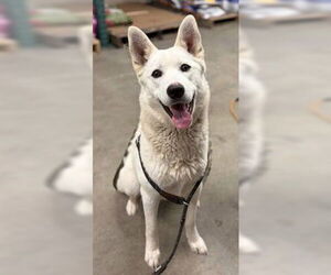 German Shepherd Dog Dogs for adoption in Fremont, CA, USA