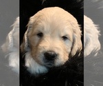 Small Photo #10 Labradoodle Puppy For Sale in GLENDALE, CA, USA