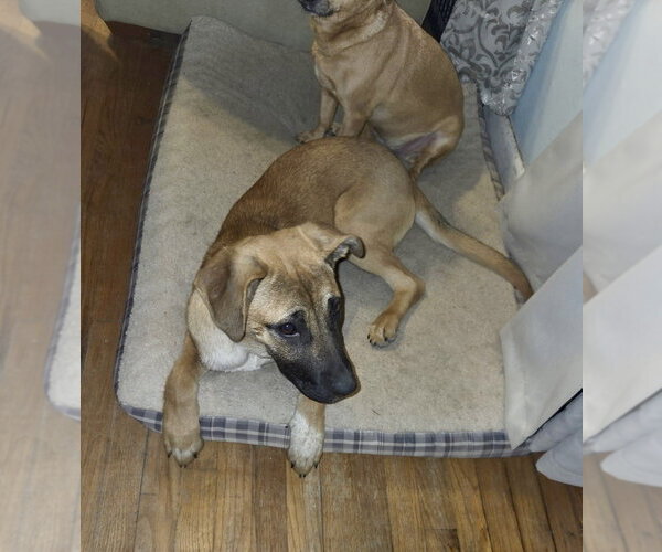 Medium Photo #16 Black Mouth Cur-German Shepherd Dog Mix Puppy For Sale in Brewster, NY, USA