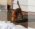 Small #7 American Pit Bull Terrier-Labrador Retriever Mix