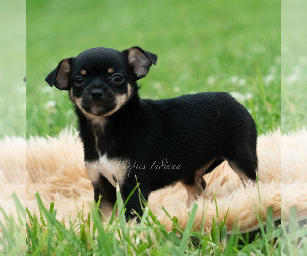 Medium Photo #4 Chihuahua Puppy For Sale in WARSAW, IN, USA