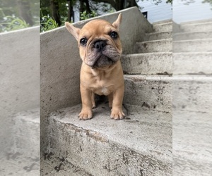 French Bulldog Puppy for Sale in SAYREVILLE, New Jersey USA