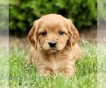 Small Golden Retriever