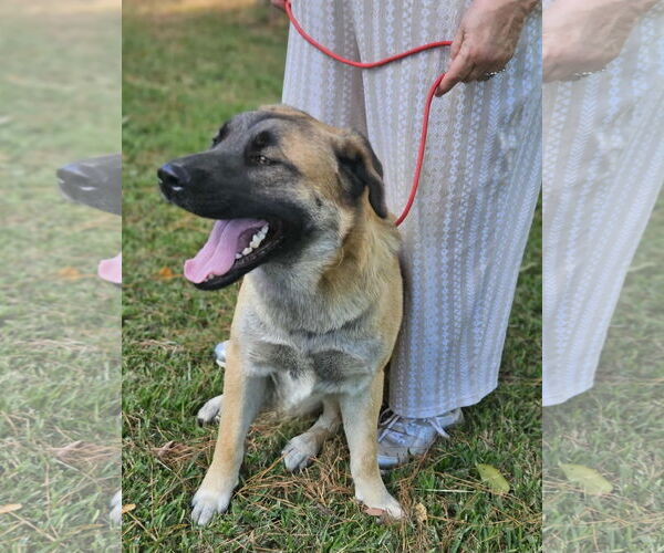 Medium Photo #15 Mutt Puppy For Sale in Wakefield, RI, USA