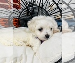 Small Photo #4 Maltipoo Puppy For Sale in VALLEY CENTER, CA, USA