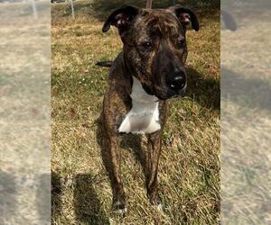 Mutt Dogs for adoption in Ogden, UT, USA